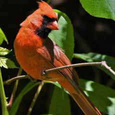 bird, redbird, cardinal-5309379.jpg